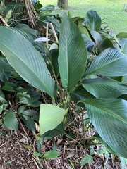 Spathiphyllum cannifolium