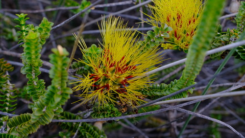 Image of Melaleuca aestiva by (c) Peter Crowcroft, some rights reserved (CC BY)