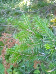 Abies sibirica