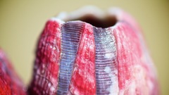 Megabalanus coccopoma