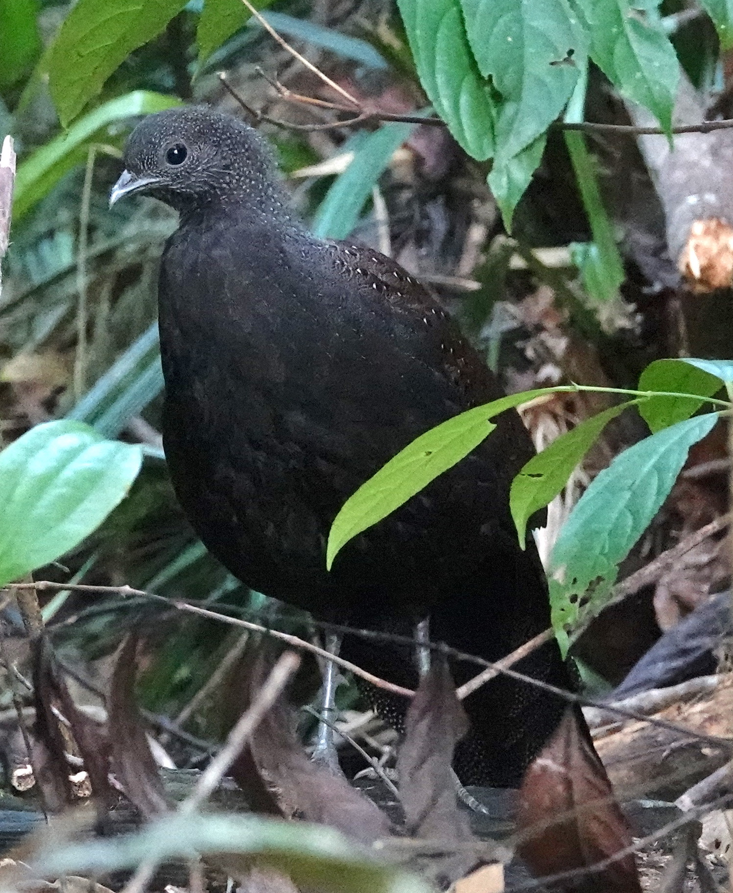 Mountain Peacock-Pheasant (Polyplectron inopinatum), photo 6