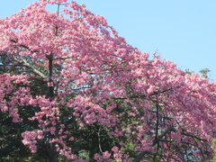 Ceiba speciosa