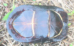 Kinosternon leucostomum