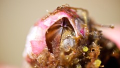 Megabalanus coccopoma