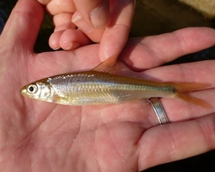 Notropis hudsonius