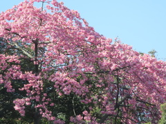 Ceiba speciosa