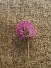Mimosa strigillosa