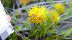 Melaleuca aestiva