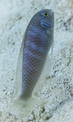 Xyrichtys splendens