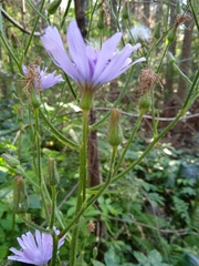 Cicerbita macrophylla uralensis