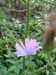Cicerbita macrophylla uralensis