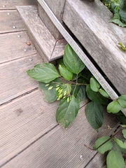 Clerodendrum trichotomum