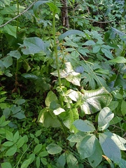 Cicerbita macrophylla uralensis