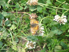 Phyciodes mylitta