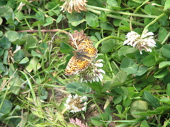 Phyciodes mylitta
