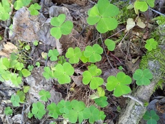 Oxalis acetosella