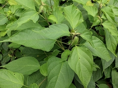 Clerodendrum trichotomum