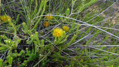 Melaleuca aestiva