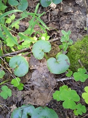 Asarum europaeum