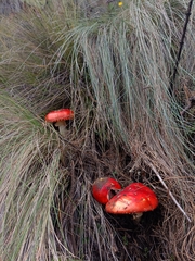 Amanita muscaria flavivolvata