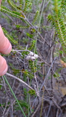 Melaleuca aestiva