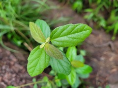 Viburnum luzonicum