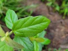Viburnum luzonicum