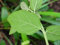 Viburnum luzonicum