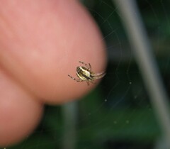Araneidae