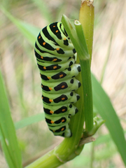 Papilio machaon hippocrates