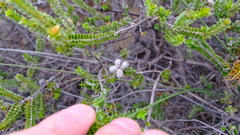 Melaleuca aestiva