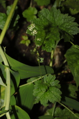 Tellima grandiflora