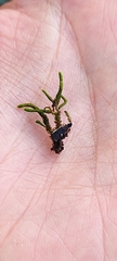 Cryphaea heteromalla