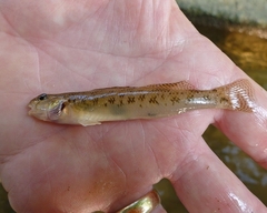 Etheostoma olmstedi