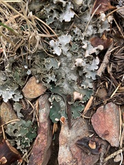 Peltigera