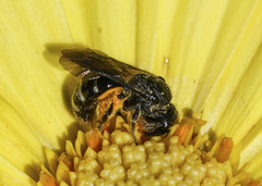 Lasioglossum