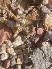 Bouteloua aristidoides