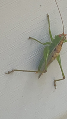 Conocephalus fasciatus