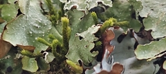 Cryphaea heteromalla