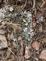Peltigera
