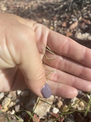 Bouteloua aristidoides