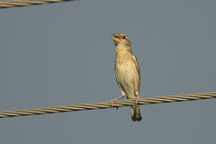 Ploceus philippinus