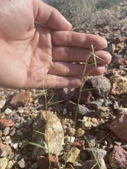 Bouteloua aristidoides