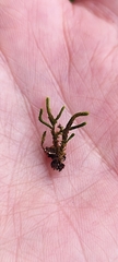 Cryphaea heteromalla