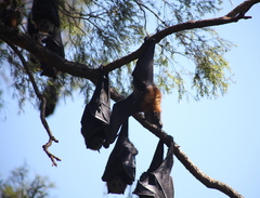 Pteropus poliocephalus