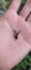 Cryphaea heteromalla
