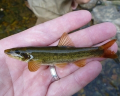 Rhinichthys cataractae