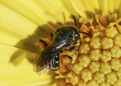 Lasioglossum
