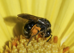 Lasioglossum