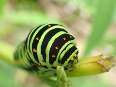 Papilio machaon hippocrates